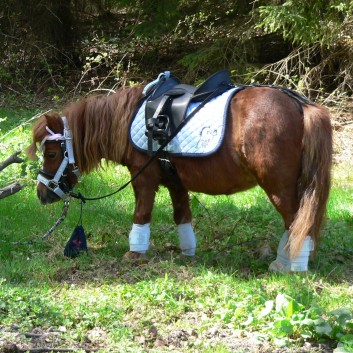 Die Ponys der CV-Ponyfarm auf Schatzsuche April 2011 - 21
