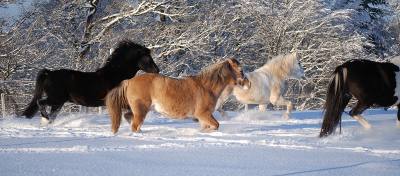 Die Ponys der CV-Ponyfarm auf der Koppel im Winter 02