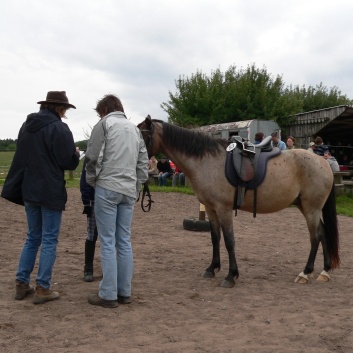 Die Ponys die CV-Ponyfarm in Steinbach 2011-2- 02