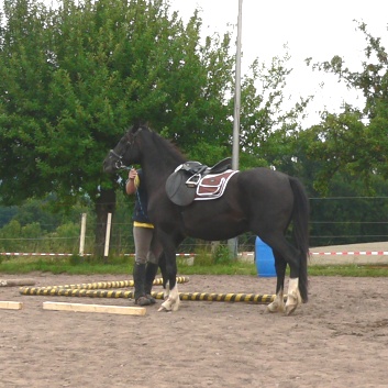 Die Ponys die CV-Ponyfarm in Steinbach 2011-2- 08