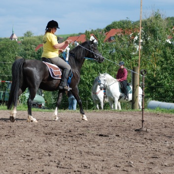 Die Ponys die CV-Ponyfarm in Steinbach 2011 - 34