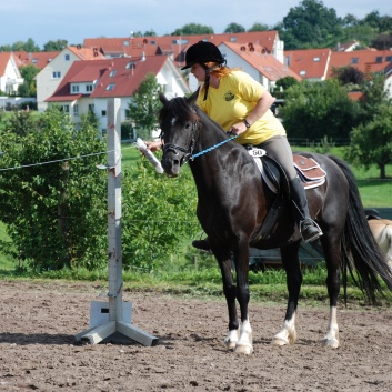 Die Ponys die CV-Ponyfarm in Steinbach 2011 - 36