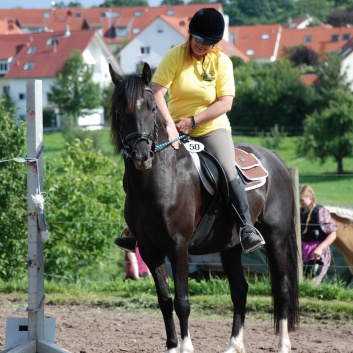 Die Ponys die CV-Ponyfarm in Steinbach 2011 - 37