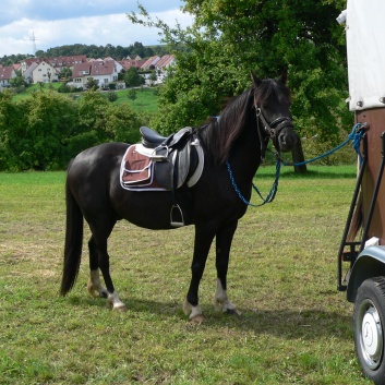 Die Ponys die CV-Ponyfarm in Steinbach 2011 - 38