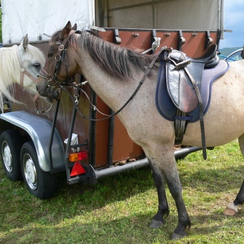 Die Ponys die CV-Ponyfarm in Steinbach 2011 - 40