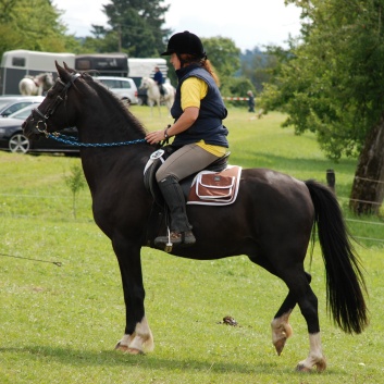 Die Ponys die CV-Ponyfarm in Steinbach 2011 - 48
