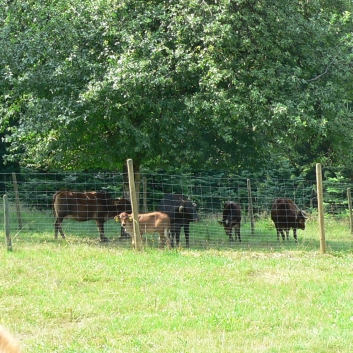 Fuchsjagd der CV-Ponyfarm 2010 - 08
