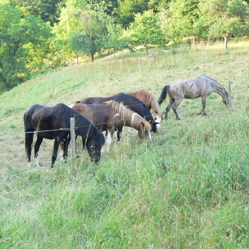 Fuchsjagd der CV-Ponyfarm 2010 - 30