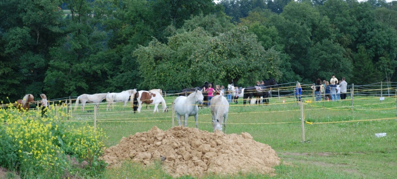 Gelaenderallye CV-Ponyfarm 2011- Padocks 01