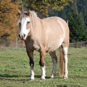 Pony Jenny von der CV-Ponyfarm 01