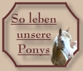 Ponyleben - CV-Ponyfarm
