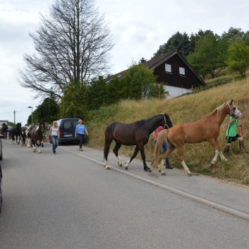 Reiterferien auf der CV-Ponyfarm 2015 - 06