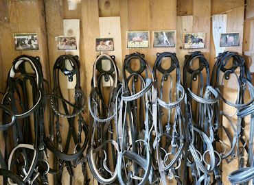 Sattelkammer der CV Ponyfarm - Trensen mit Bildern